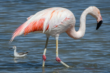 Atacama flamingo