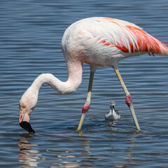 Atacama flamingo feeding