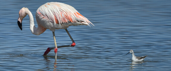 Fototapeta na wymiar Atacama flamingo