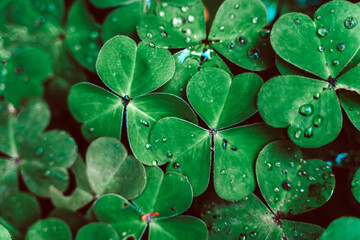 Clover in raindrops, natural green background