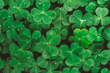 Clover in raindrops, natural green background
