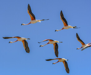Chilean flamingos in flight