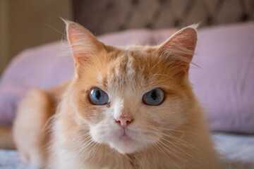 cat on a bed