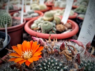 Fototapeta premium Orange cactus flowers. Blooming cactus. Red or orange cactus flowers in tropical garden, greenhouse 