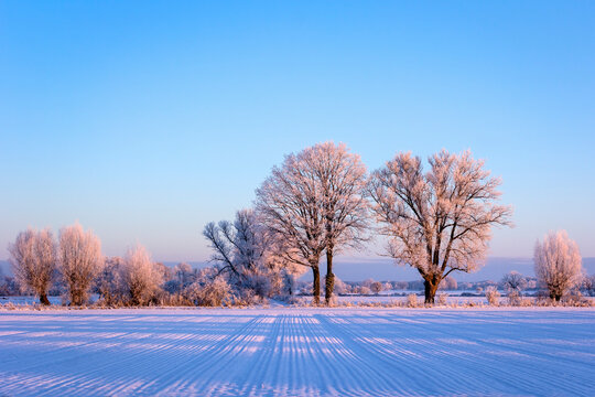 Some very beautiful trees stand on the edge of a field.