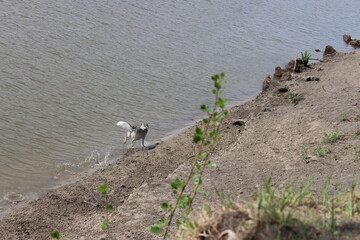 Two dogs chasing each other on the river bank on a sunny weekend