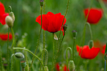 Obraz premium Klatschmohn in Blüte