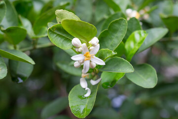 The Lime flowers are yellowish white color which it can develop into fruit. The white flower buds and flower bloom is on top with green leave as a background. - obrazy, fototapety, plakaty