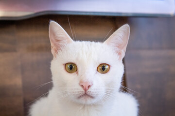 White cat