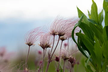 Foto op Plexiglas Prairie smoke wild flowers in a natural prairie restoration with blue sky and clouds in background. Geum triflorum. They open after pollination.  © DebraAnderson