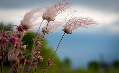 Prairie smoke wild flowers in a natural prairie restoration with blue sky and clouds in background....
