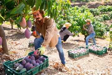Young man working in farm orchard during autumn harvest time, picking fresh ripe mangoes