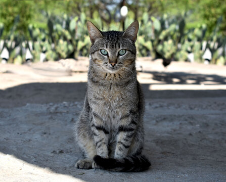Gato gris posando a la c&aacute;mara 