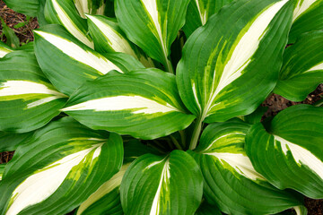Hosta.White-green leaves of hosta. Gardening. Bush of hosta. Close up green leaves. Plants background. Summer plants and flowers