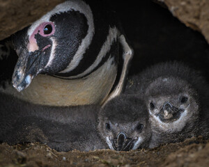 Magellanic penguin mother and chicks