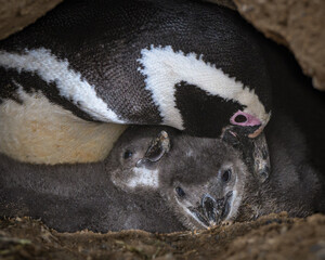 Magellanic penguin mother and chicks