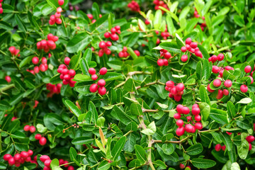 Bengal-Currants, Carandas-plum, Karanda, Carissa carandas L, Is a fruit with high medicinal properties.	