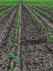 The growth and development of corn plants.