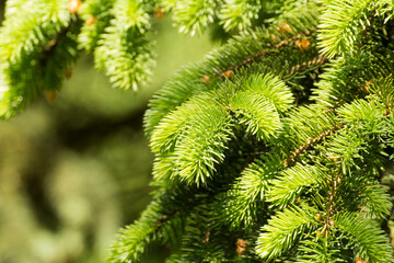 green twigs of spruce on the background of green nature © Paulina