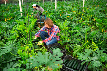 Positive farmer harvests zucchini in the greenhouse