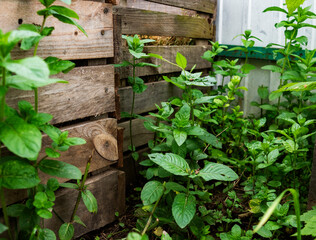 Mint grows near compost bins made from used pallets.