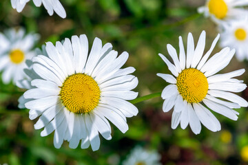 a pair of white daisies on a green background