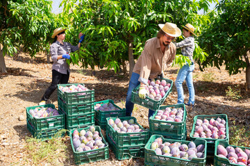 Focused farmer stacking boxes with freshly gathered ripe mangoes during harvest in orchard