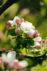 Apple orchard blossoms in garden. Blooming spring flowers, apple tree branch, nature background.
