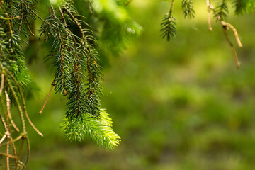 green twigs of spruce on the background of green nature © Paulina