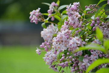 Beautiful Deutzia hybrid 'Mont Rose' in garden.