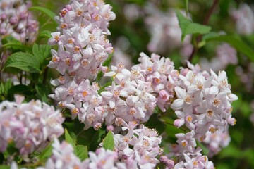 Beautiful Deutzia hybrid 'Mont Rose' in garden.