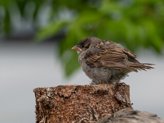 Der Ästling (Jungvogel) eines Haussperlings (Passer domesticus) auf einem Baumstamm