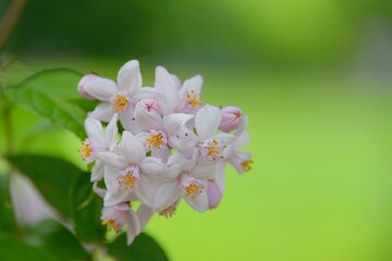 Beautiful Deutzia hybrid 'Mont Rose' in garden.