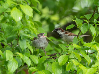 Der Ästling eines Haussperlings (Passer domesticus) wird von seiner Mutter gefüttert