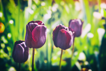 Lebendiges und farbenfrohes Blumenmeer aus Tulpen im Sommer - Bunte Familie aus lila Blumen im...