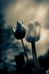 Stimmungsvolles, surreales Blumenmeer aus Tulpen als emotionale Dekoraton im Jenseits - Trauer und...