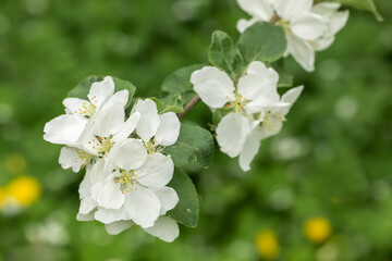 Apple tree branch with white flower petals and pink buds on a green blurred background of grass and leaves