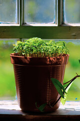 The seedling growing in pot. Potted seedlings grow indoor.
