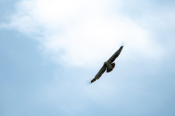 sky, bird, blue, flying, seagull, fly, clouds, flight, cloud, nature, gull, birds, freedom, airplane, wings, air, white, plane, wing, sea, wildlife, eagle, animal, light