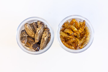 Mehlwürmer und Grillen in kleinen Behältern, vor weißem Hintergrund