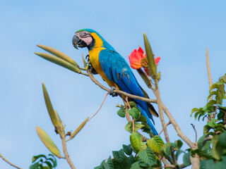 macaw bird feeding in Brazil Pantanal