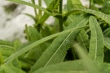 Detail and close-up of the drops of water from the morning dew on a reed leaf. 