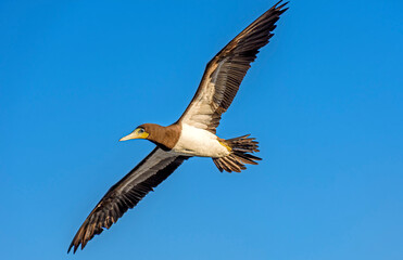 Tropical seabird flying with open wings and blue sky behind