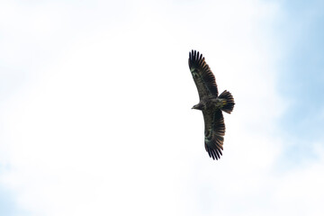 sky, bird, blue, flying, seagull, fly, clouds, flight, cloud, nature, gull, birds, freedom, airplane, wings, air, white, plane, wing, sea, wildlife, eagle, animal, light