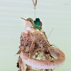 Bird Hummingbird in the nest