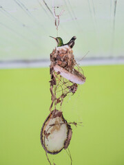 Bird Hummingbird in the nest