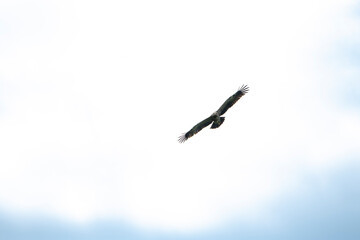 sky, bird, blue, flying, seagull, fly, clouds, flight, cloud, nature, gull, birds, freedom, airplane, wings, air, white, plane, wing, sea, wildlife, eagle, animal, light
