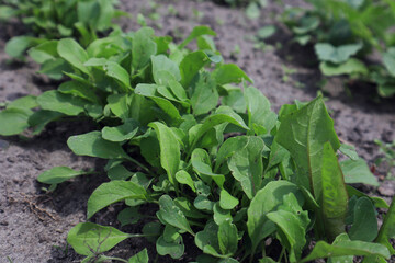 The concept of growing early vitamin salads. Rows of lettuce in the garden, close-up