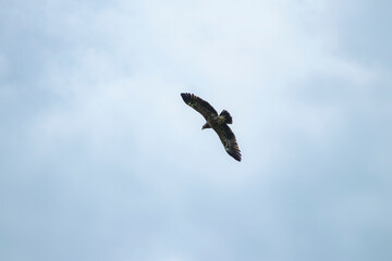 sky, bird, blue, flying, seagull, fly, clouds, flight, cloud, nature, gull, birds, freedom, airplane, wings, air, white, plane, wing, sea, wildlife, eagle, animal, light