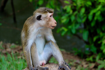 japanese macaque sitting on a rock